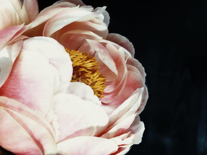 greige peonies at The Abbott KC