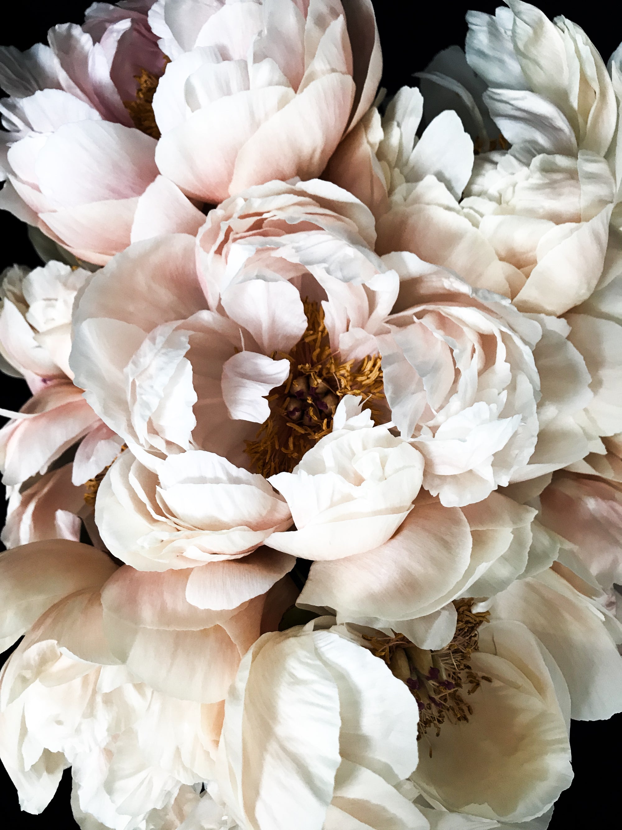 New Peony artwork in the shop!