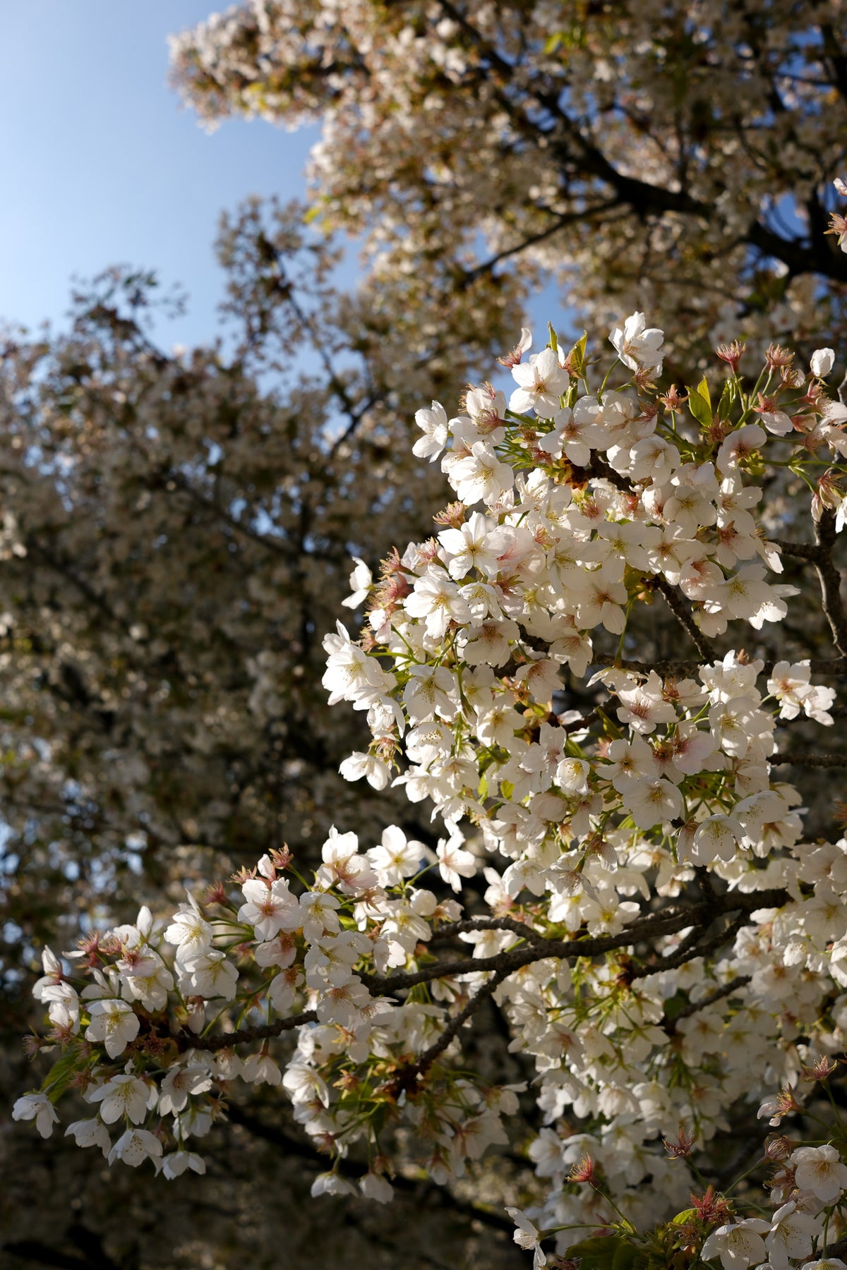 Jardin des Plantes, Paris 2