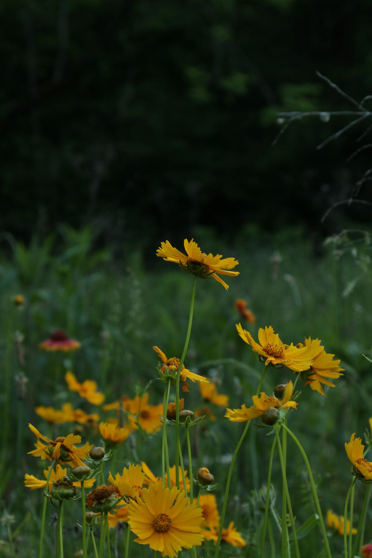 Frankin, Tennessee 1