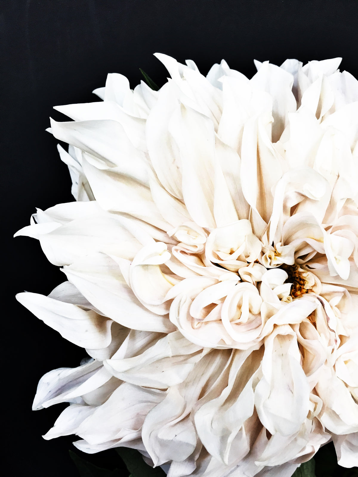 Dahlia 16 Canvas Gallery Wrap