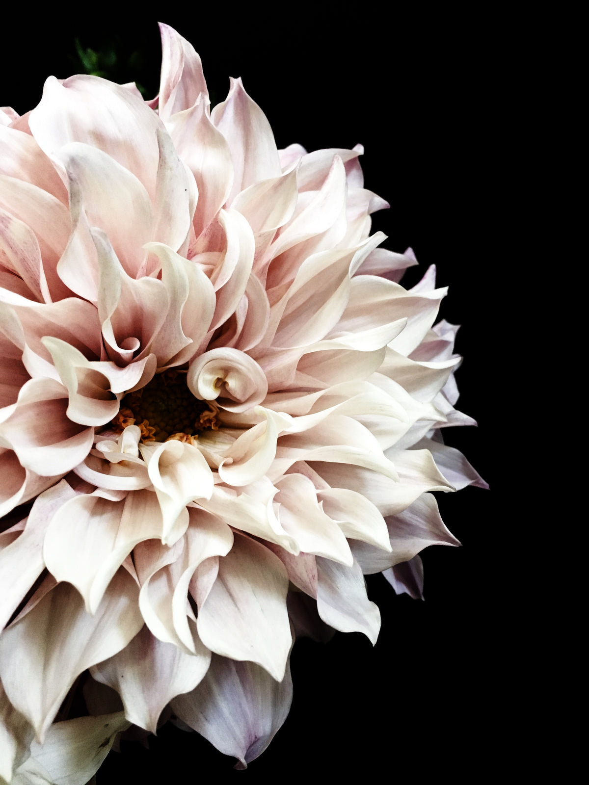 Dahlia 12 Canvas Gallery Wrap