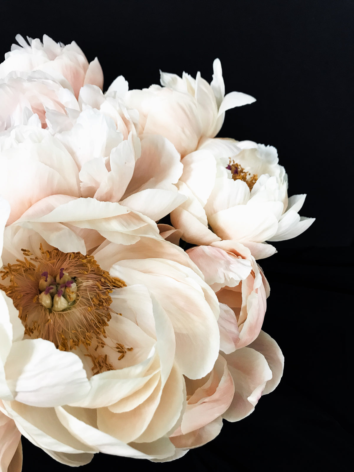 Peony 59 Canvas Gallery Wrap