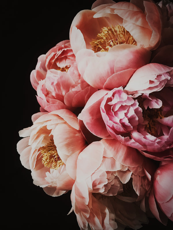 Peony_52_600x.jpg?v=1527710032