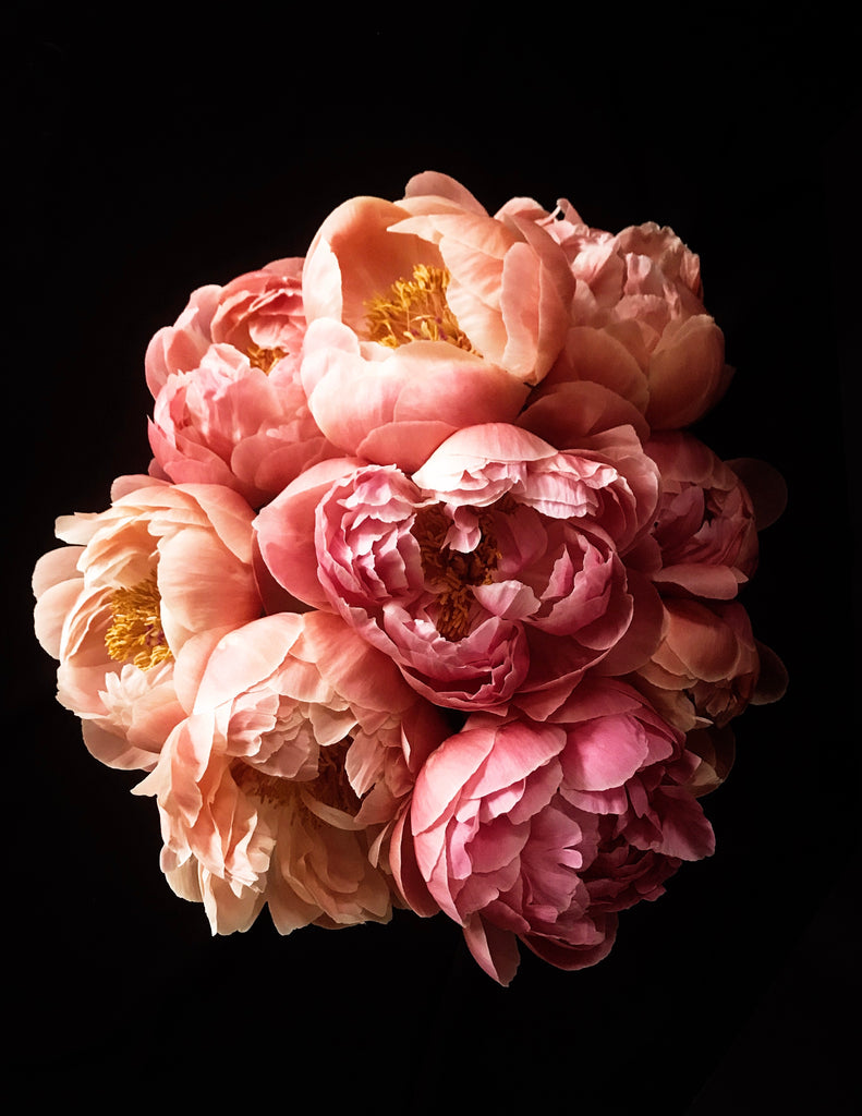 Peonies　ピオーニ Peony 53 - greige design