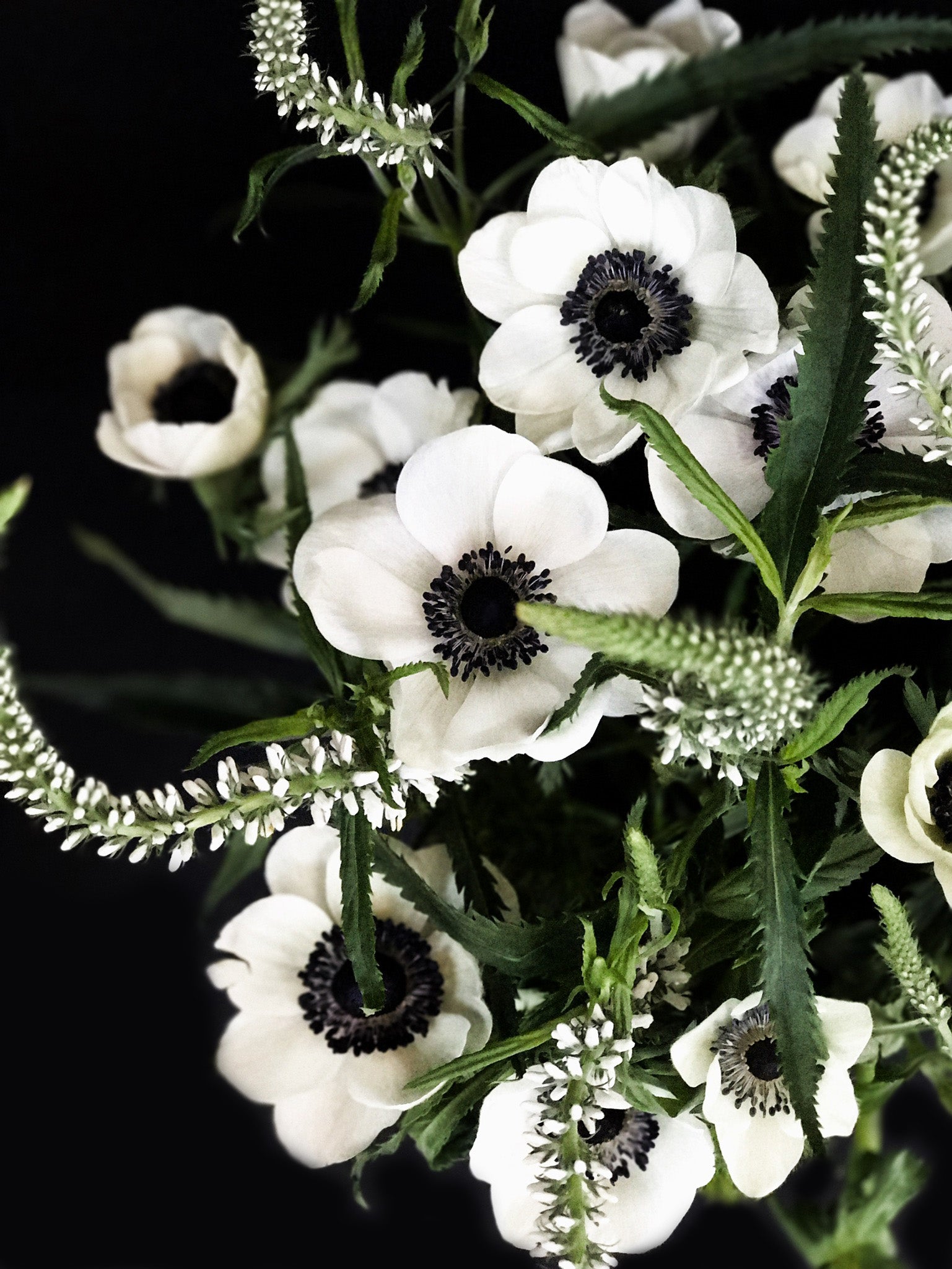 Anemone 2 Anemone 2