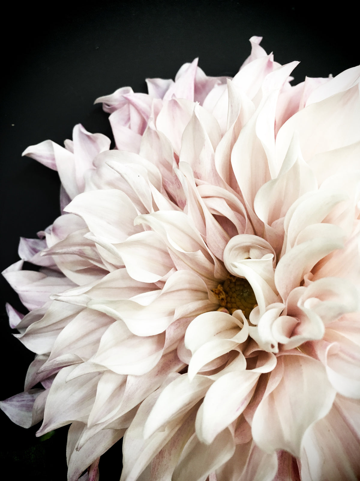 Dahlia 15 Canvas Gallery Wrap