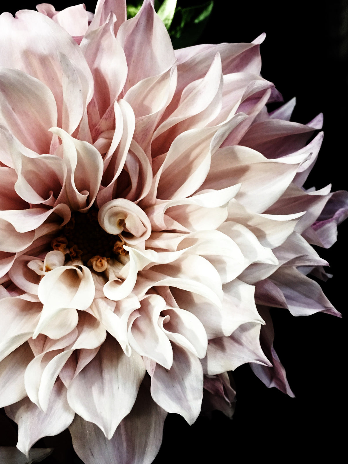Dahlia 11 Photographic print by California based photographer Christina Fluegge Hahnemuhle Photo rag paper limeted edition greige design shop + interiors