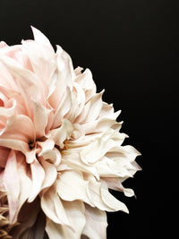 Dahlia 20 - greige design