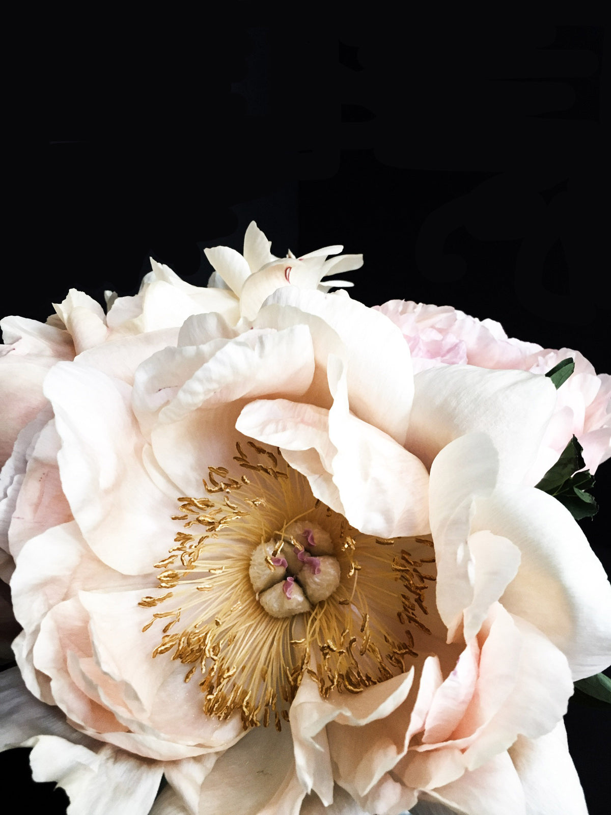 Peony 48 Canvas Gallery Wrap