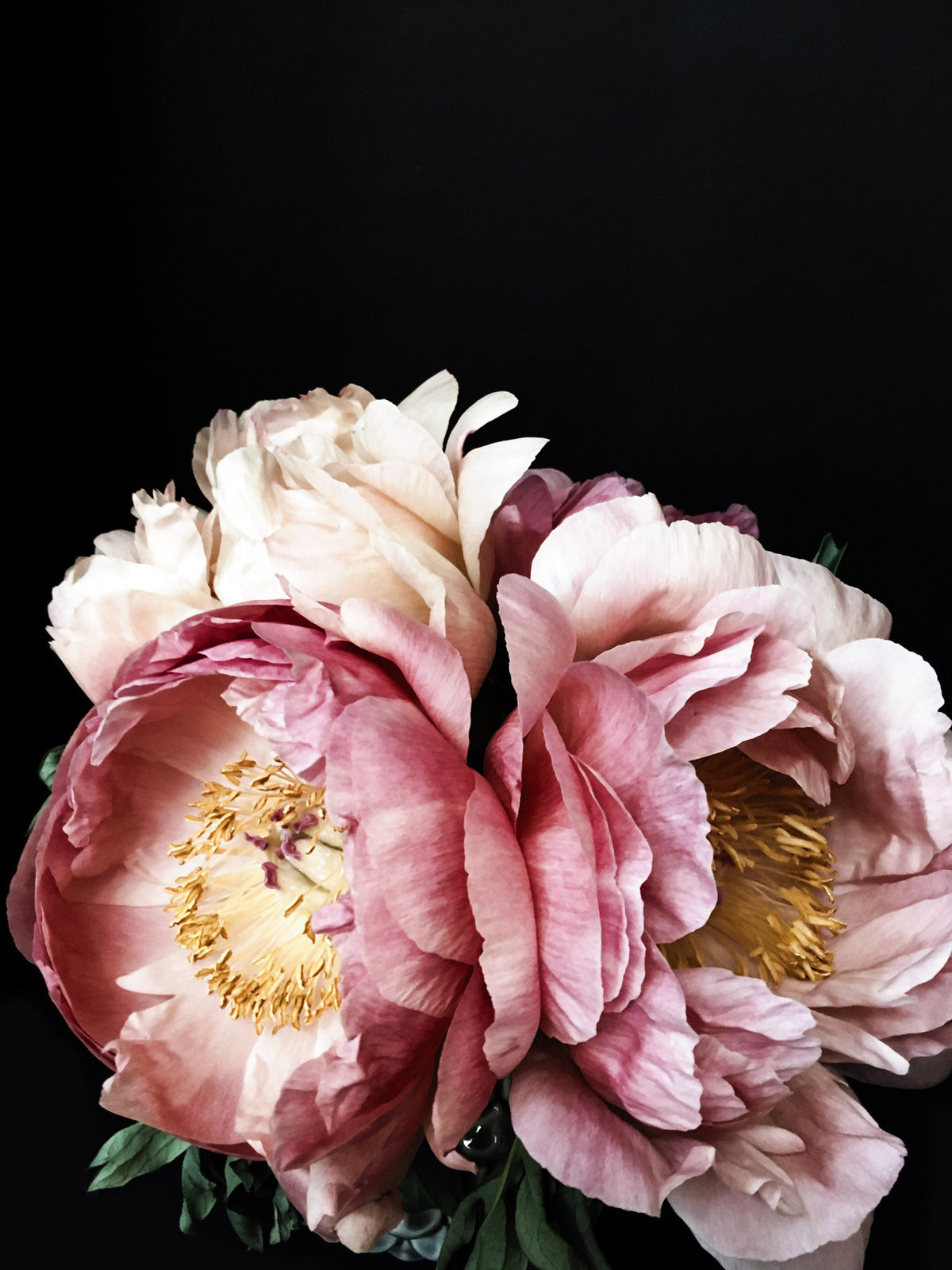 Peony 43