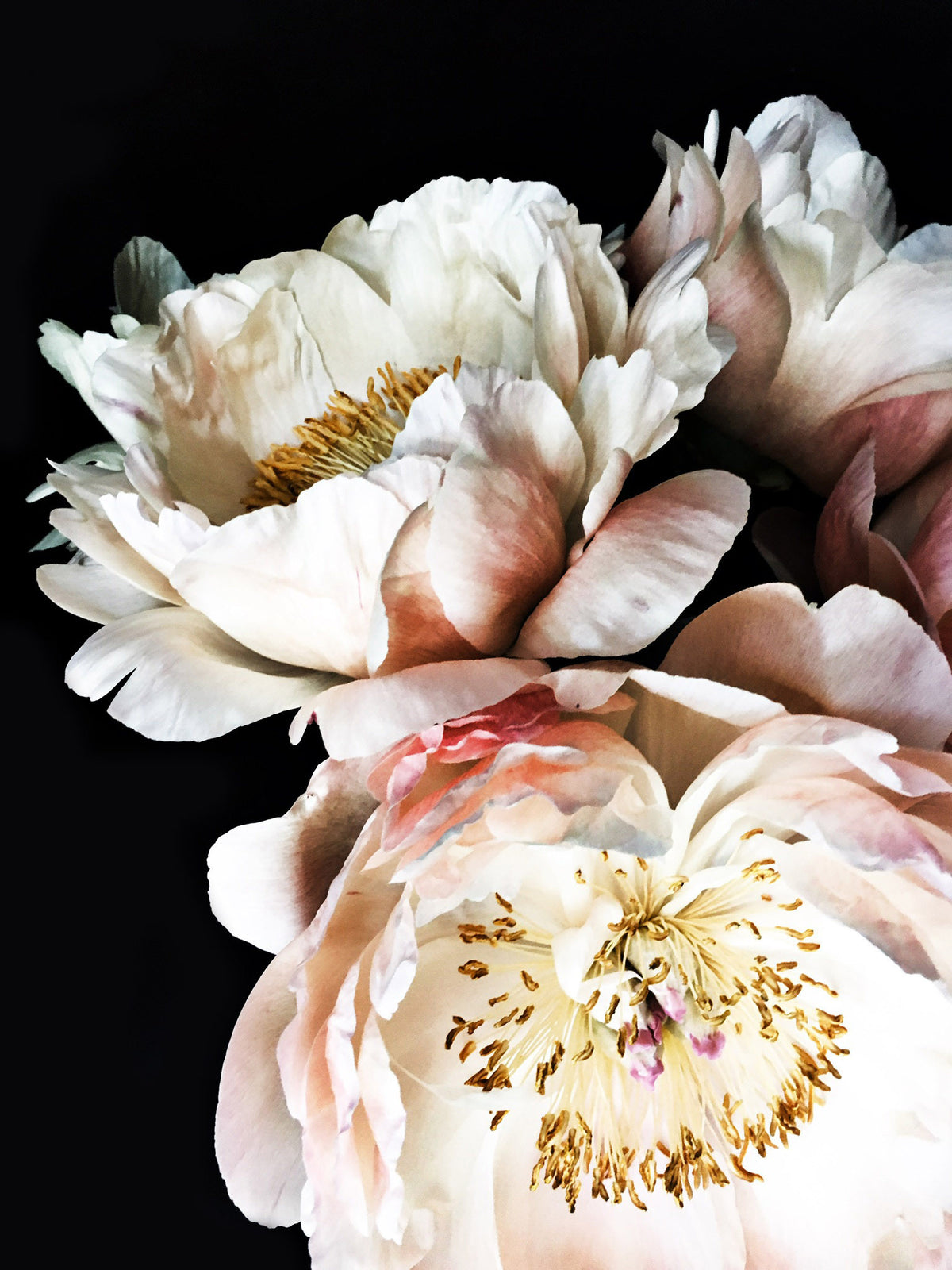 Peony 44