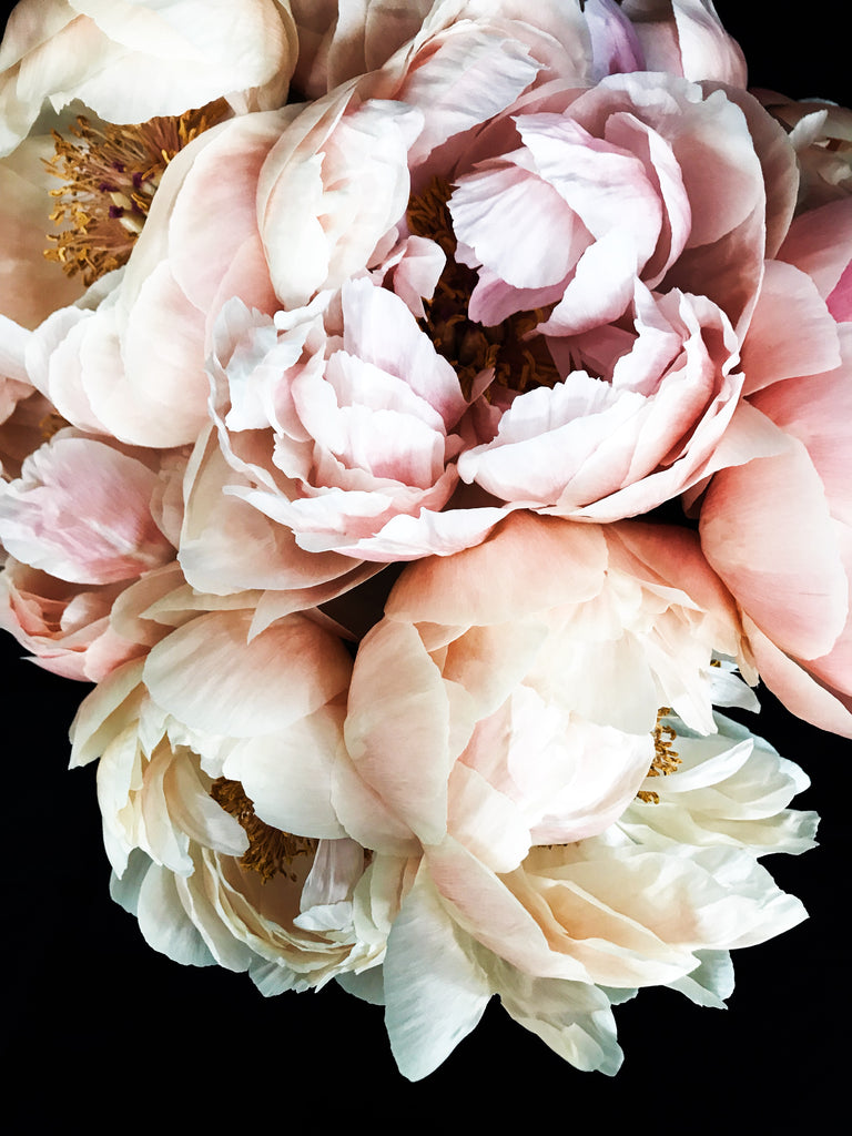 Peonyページ Peony 55 - greige design