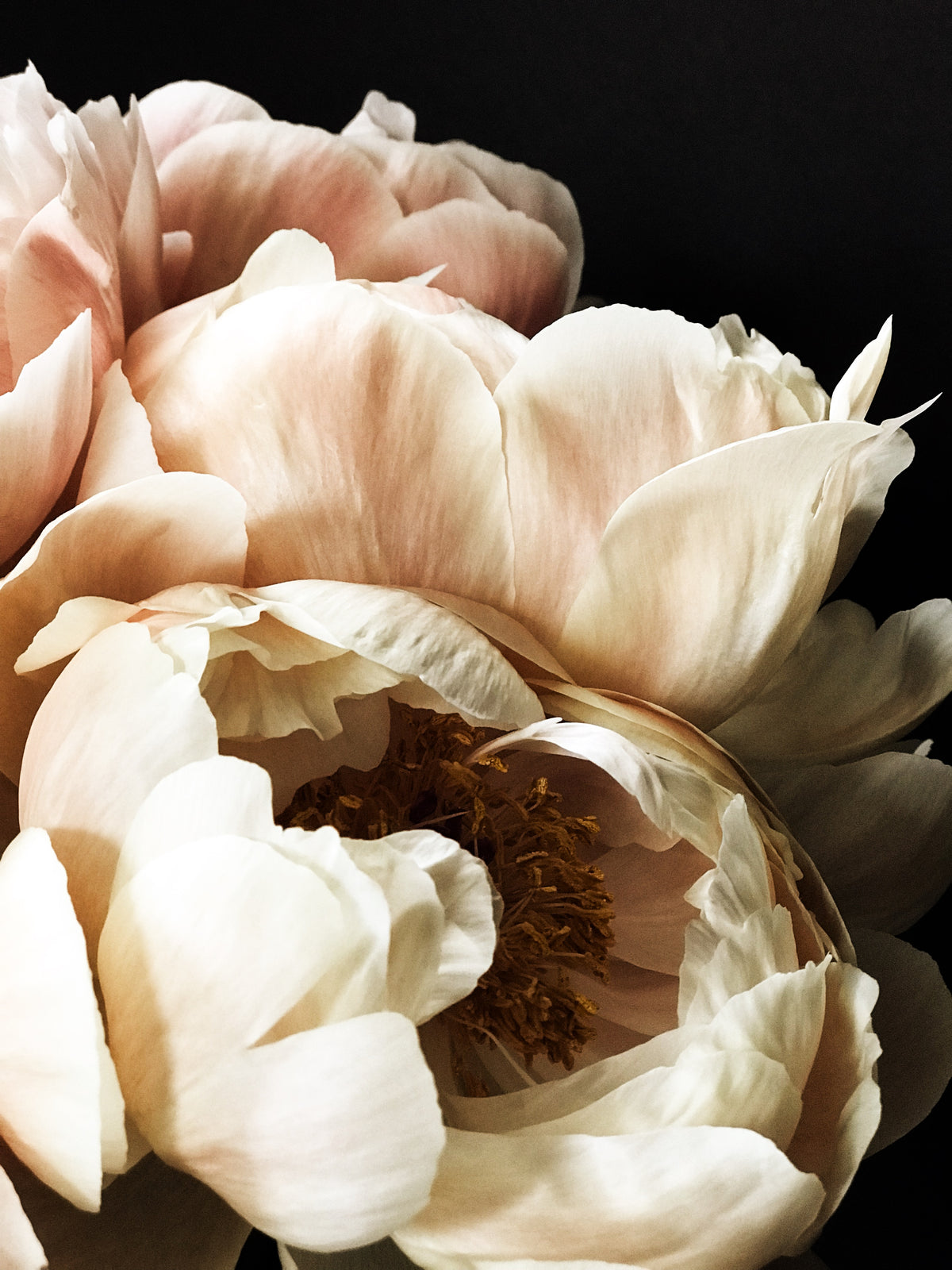Peony 57